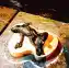 Dead Squirrel (Ars longa, vita brevis)